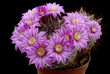 Mammillaria longiflora subsp. longiflora