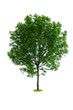 Isolated tree