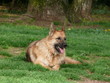 chienne chienne