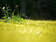 pelouse et herbe