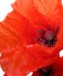 Foto: Roter Mohn auf Weiß Roter Mohn auf Weiß