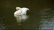 Swan preening on the water
