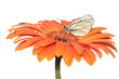 Photo: Butterfly and flower Butterfly and flower