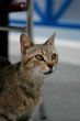 Chat domestique