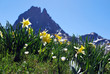 Jonquilles et Ossau