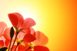 Red flowers over sunshine background