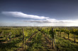 Vineyard panorama with wind mills in horizon Vineyard panorama with wind mills in horizon