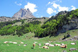Troupeau en Ossau Troupeau en Ossau