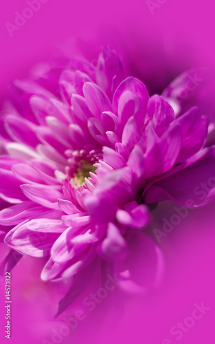 Foto: Beautiful purple flower Beautiful purple flower