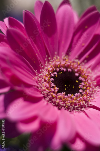 Photo: Pink flower close up Pink flower close up