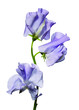 Sweet pea flowers Sweet pea flowers