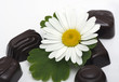 camomile flower with candies