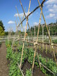 creative garden trellis