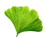 Isolated ginkgoleaf