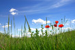 Poppies in field