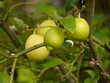 Citrons verts