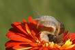 Snail