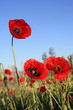 corn poppy