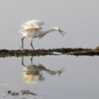 oiseau marin, aigrette oiseau marin, aigrette