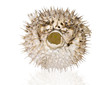 Pufferfish Isolated on a White Background