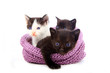 Trois petits chatons dans un chapeau.