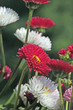 blume