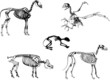 Animals skeleton