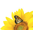 Yellow sunflower with butterfly isolated Yellow sunflower with butterfly isolated