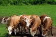 Dairy Cows