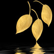 Golden Hosta Leaf Beauties
