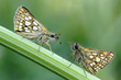 Photo: Butterfly Butterfly