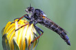 Photo: Robber fly Robber fly