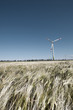 Wind mill in grain Wind mill in grain