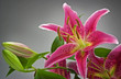 Red lily