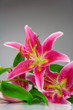 Red lily