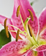 Red lily