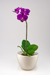 Little orchid