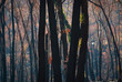 After the fires