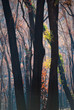 After the fires