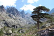 Baumgrenze Baumgrenze