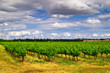 vignes