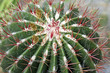 Cactus - Kaktus