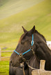 cavallo