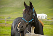 cavallo