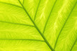 Palm leaf - Palmenblatt