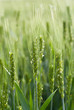 Blooming ears of wheat
