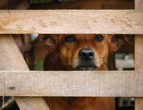Photo: dog look at outside dog look at outside