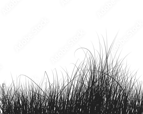 grass background