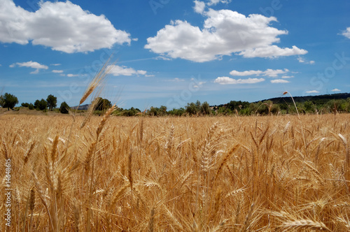 Harvest time - Ripe wheat field
