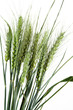 Blé (Triticum)